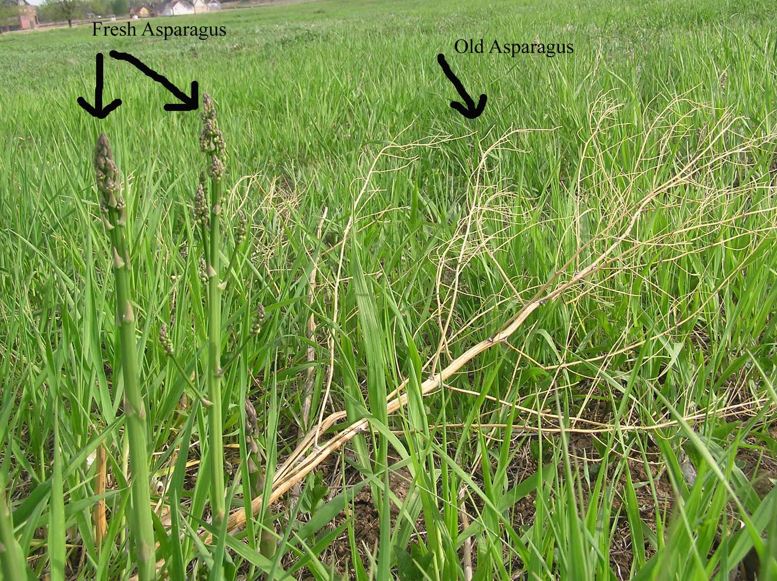 asparagus-wild-spears-forage