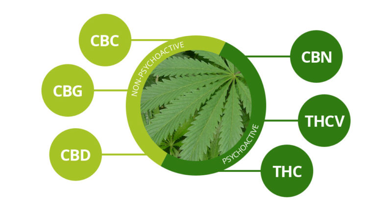 cbn-marijuana-800x431